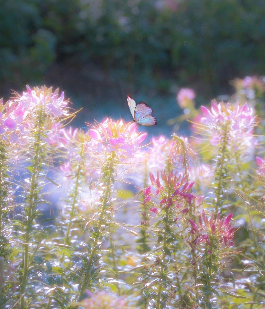 Floral background 1