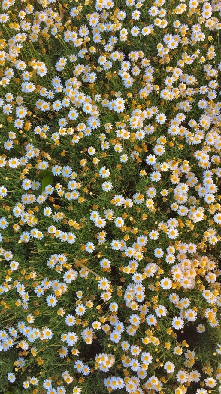 Floral background 2