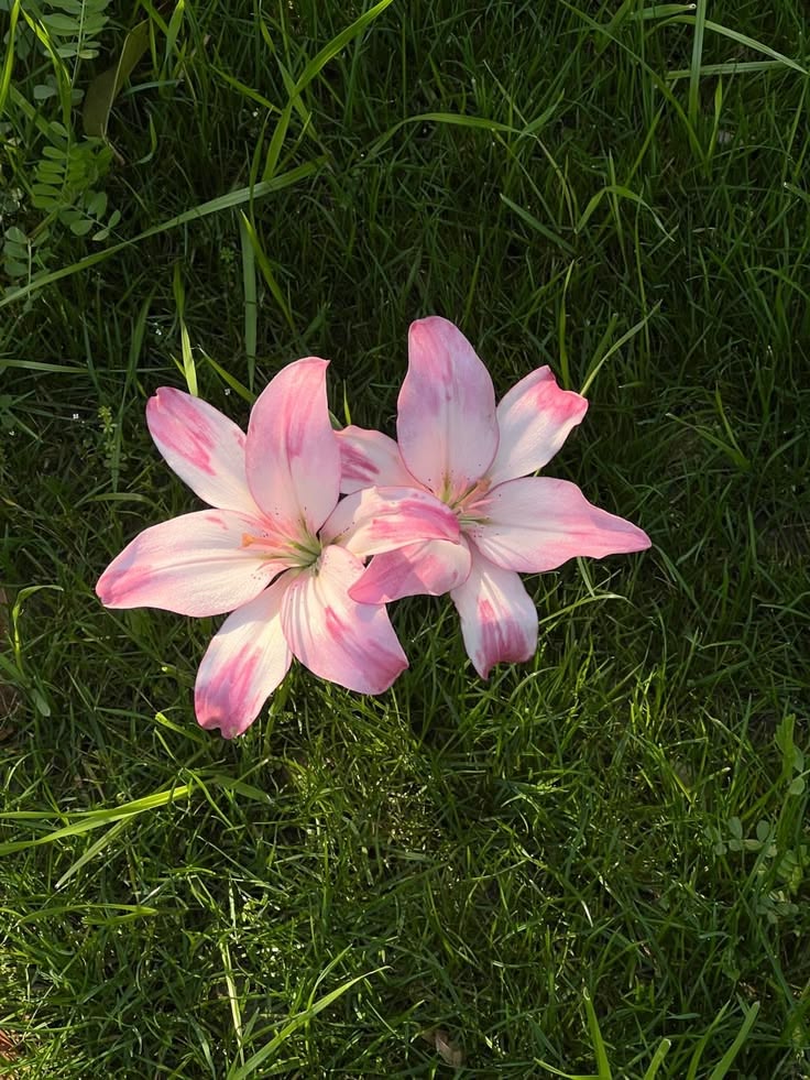Floral background 4