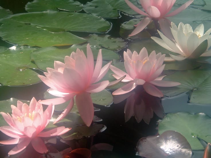 Floral background 5